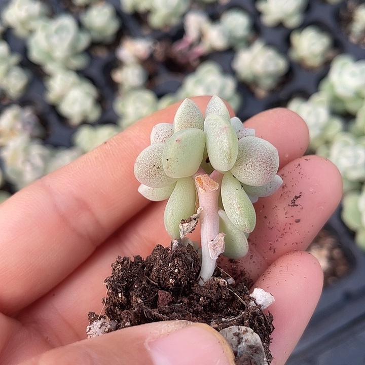 一物一拍满18包邮