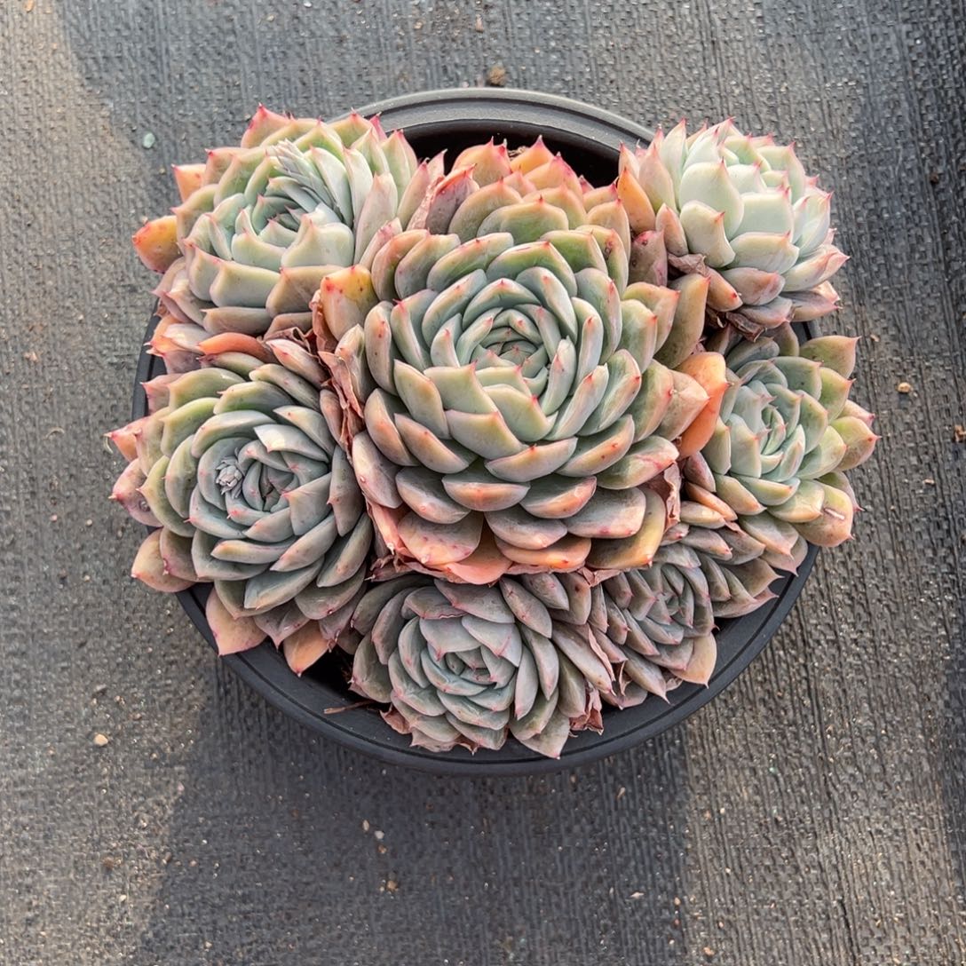 唐***.惊鸿贝贝011，一物一拍