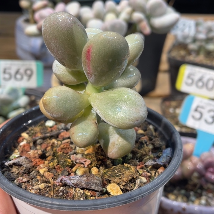 变异共同体白锦511号的多肉啊啊