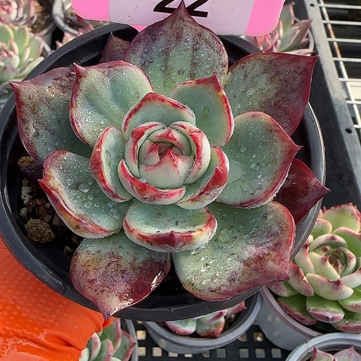 22 惊鸿仙子多肉植物7-9cm