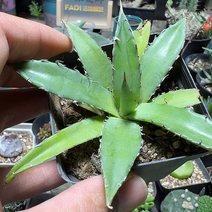 787细叶霍利达脱土发货