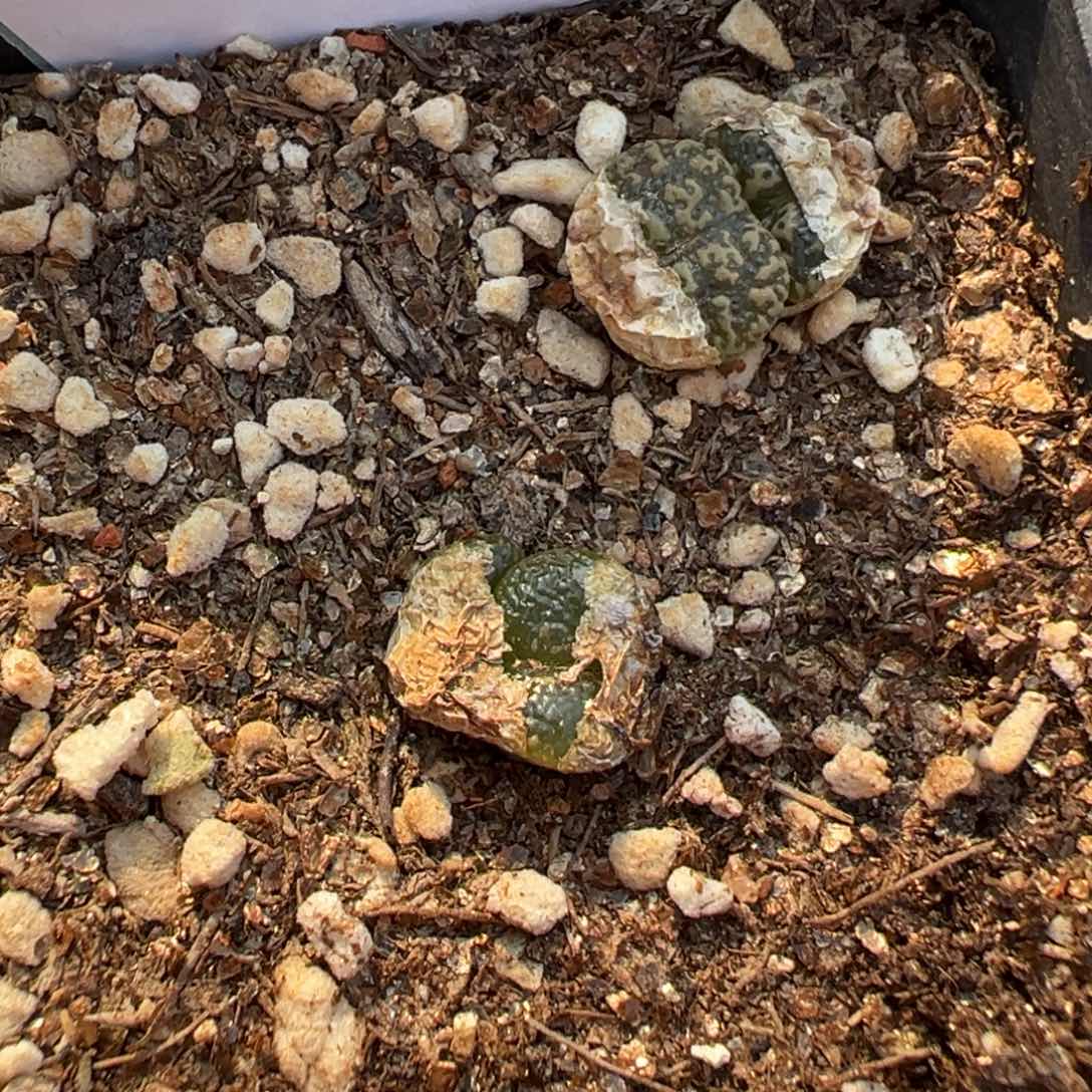 23-98肉锥多肉植物，