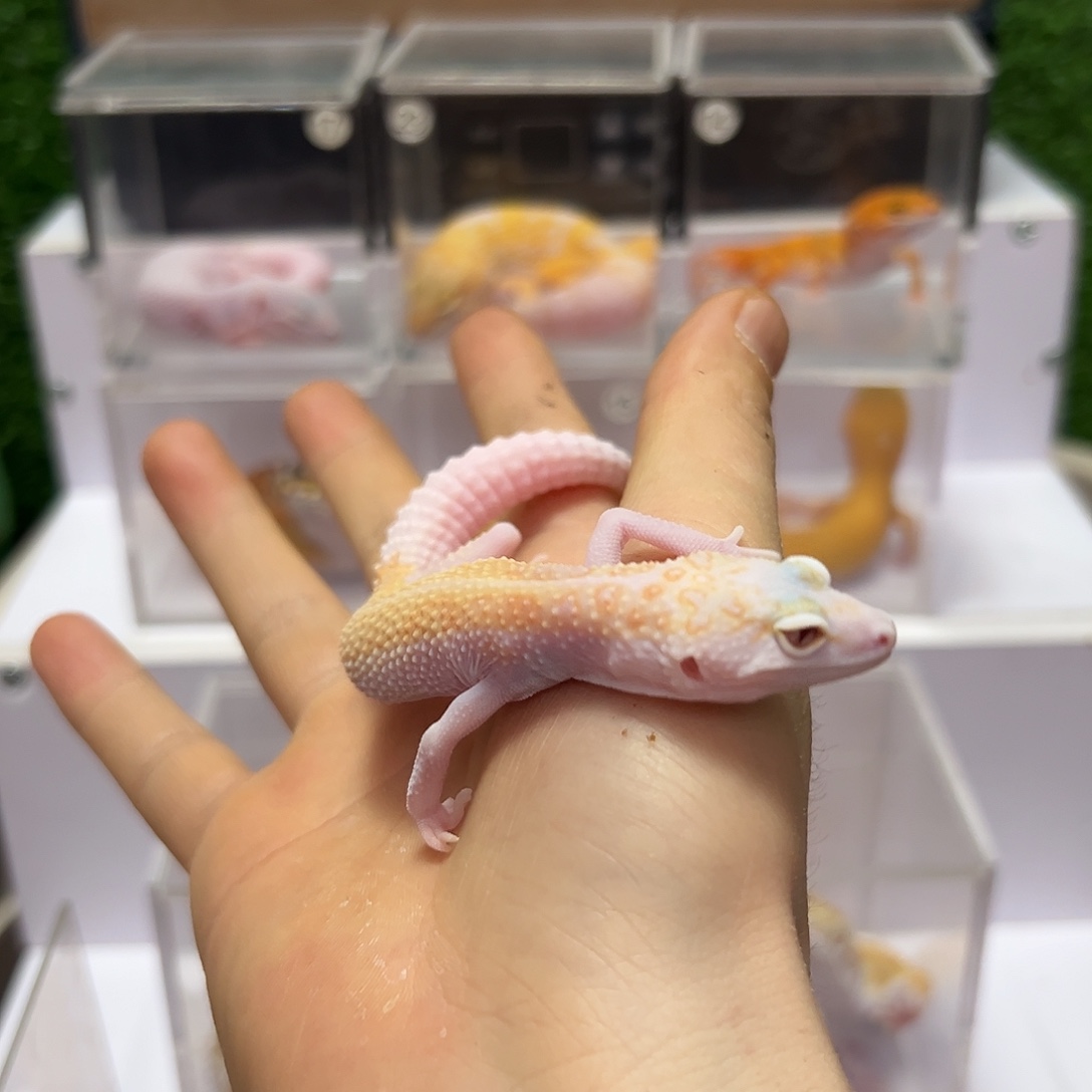 豹纹守宫豹纹守宫