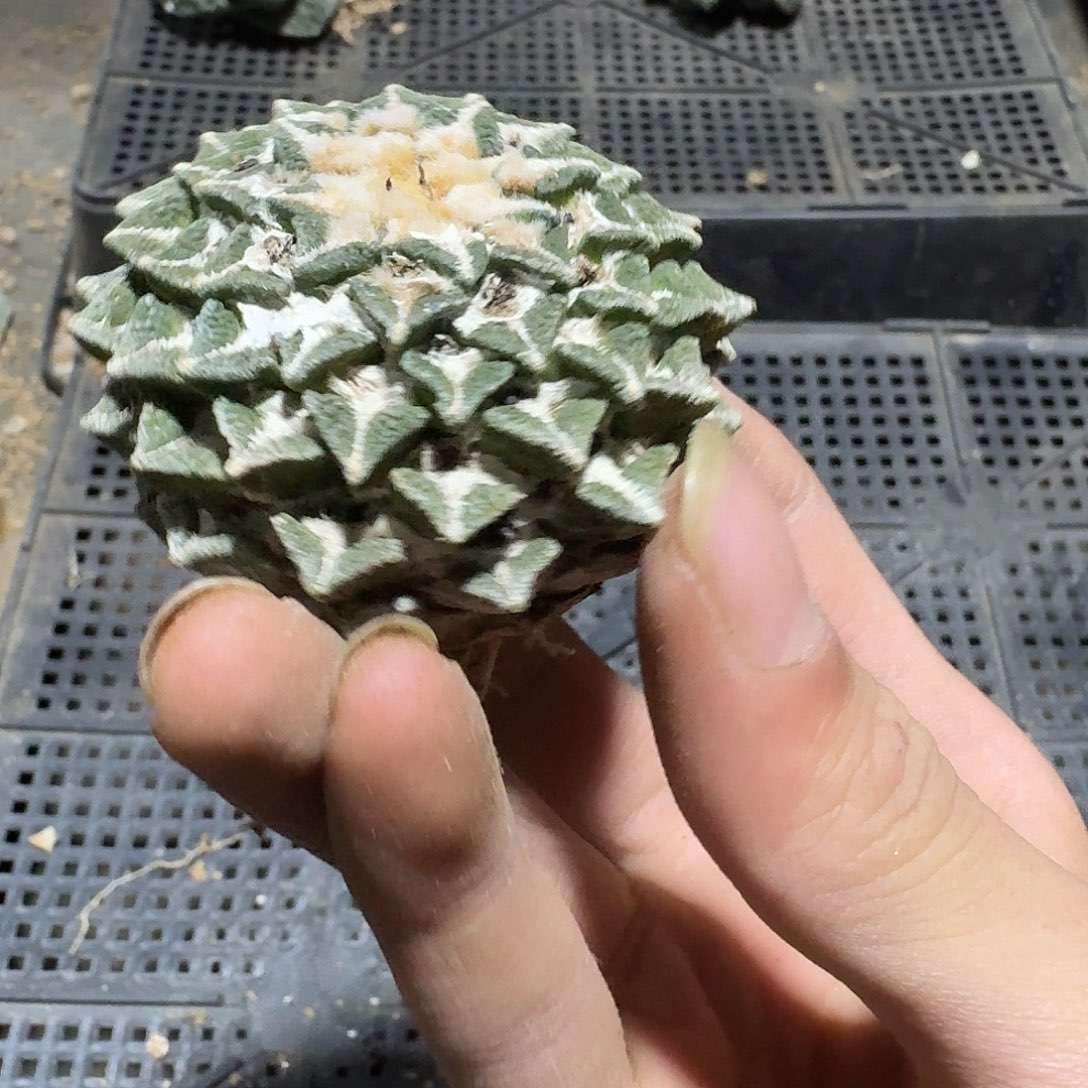 084号仙人球萝卜根