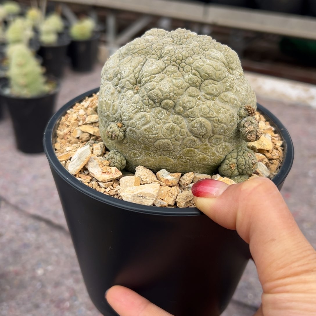 凝蹄玉7.8直径wwwwwwwwwwww