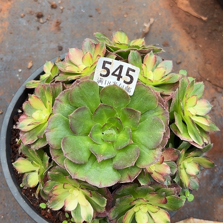 545海王七彩诺米多肉法师锦不包侧枝断枝