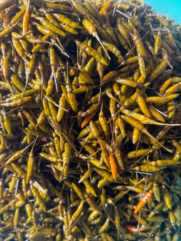 绿春泡小米辣好吃又下饭