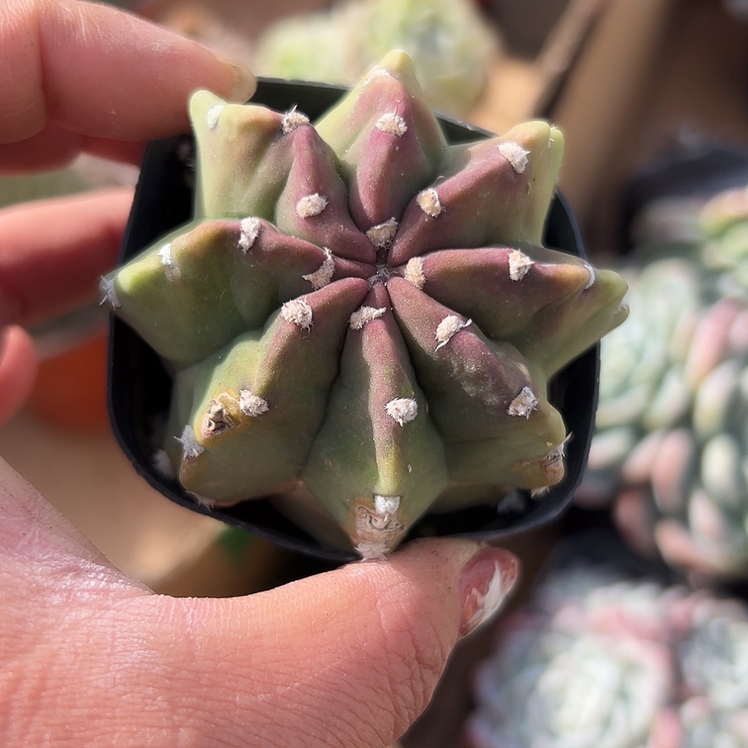 多肉植物多肉植物