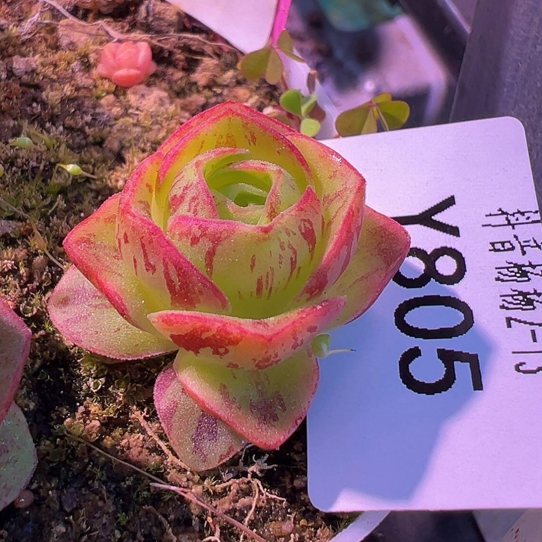 杨805 MBx各种多肉