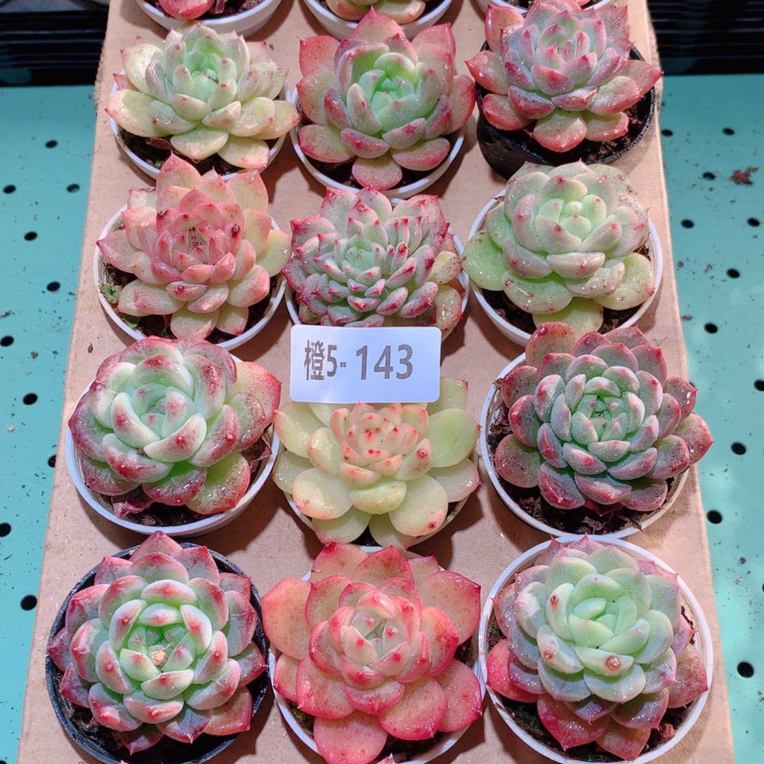 5-143一物一拍多肉带盆18颗