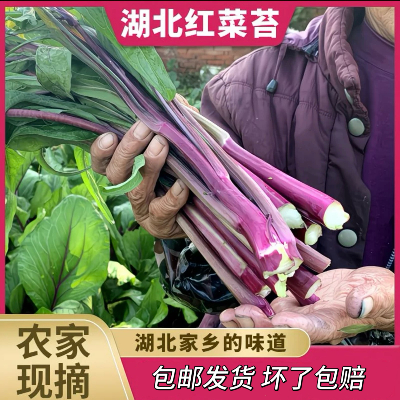 【顺丰包邮精品红菜苔】湖北农家自种产地新鲜采摘露天当季紫菜苔
