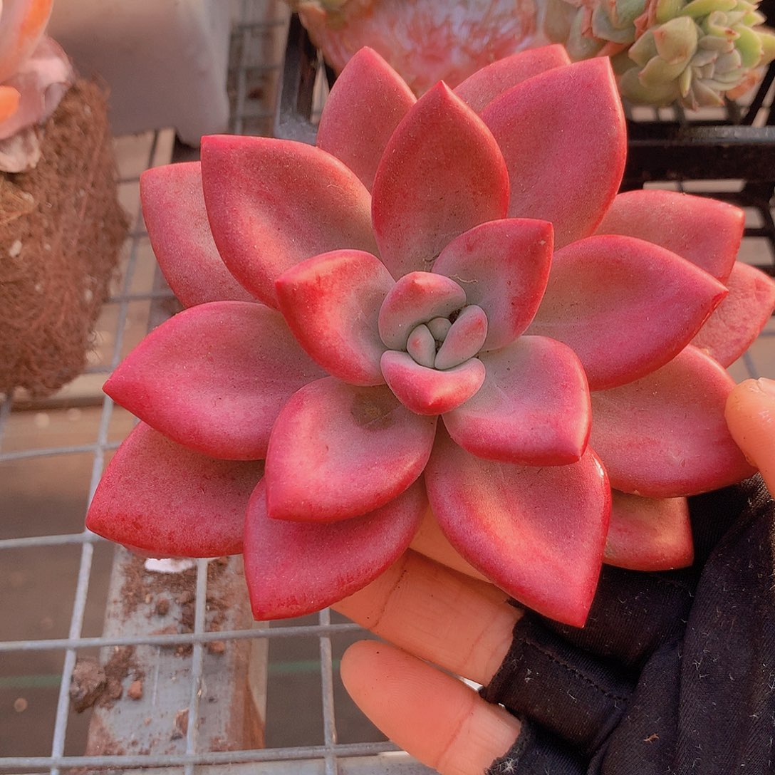 赫菲斯托一物一拍467899