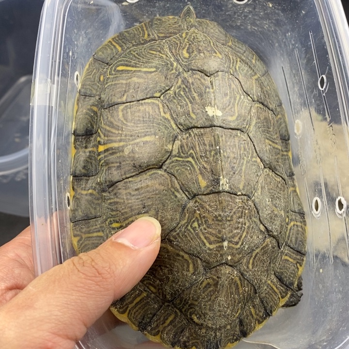 巴西彩龟母6666666