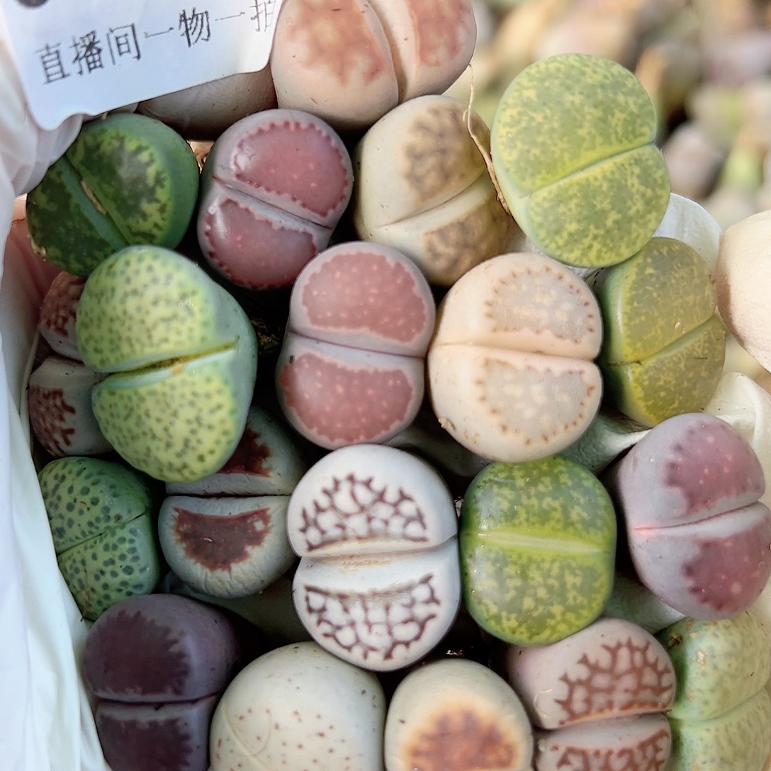 8761 好养易活生石花大母本20个