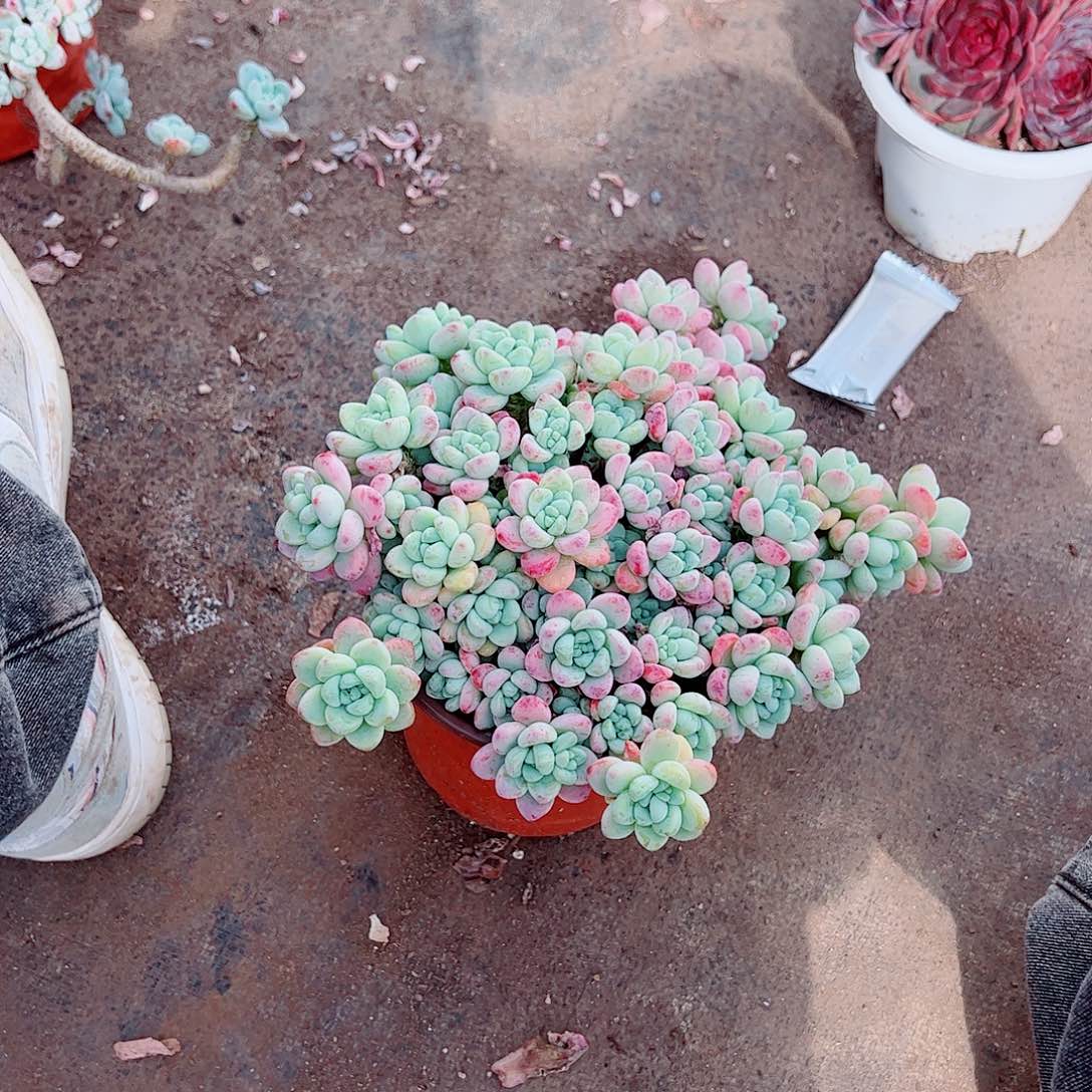 香香劳尔多头群生老桩