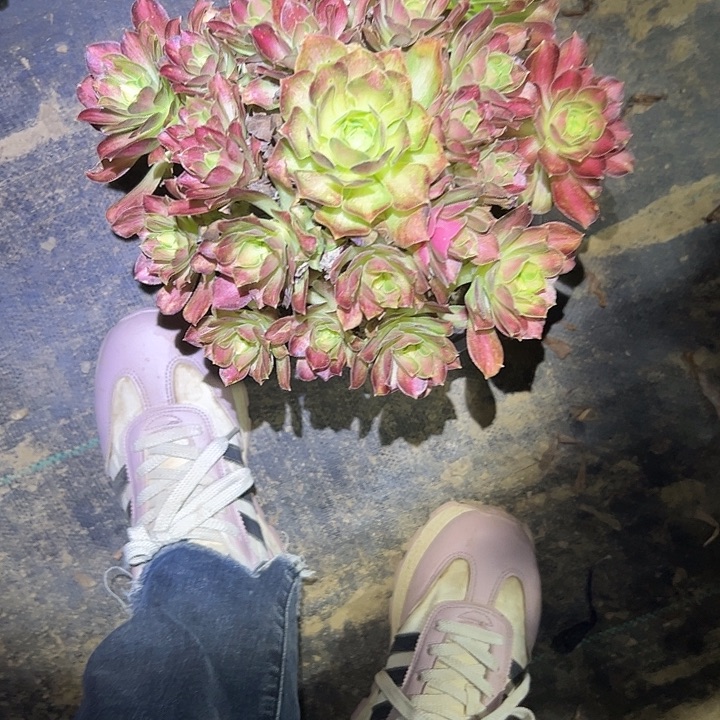 法师链接一物一拍33