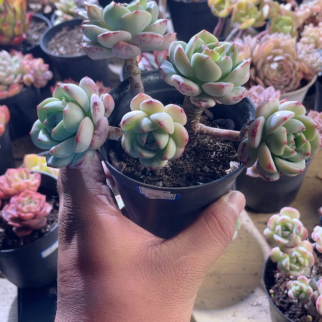 S****.2434  香草   六月六