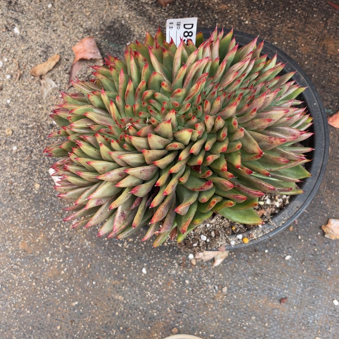 深***兰无花朵若如东云单拍D899