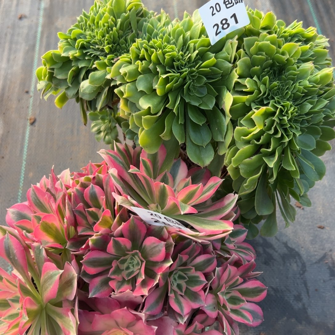 2颗，满20包邮嘟叮熊