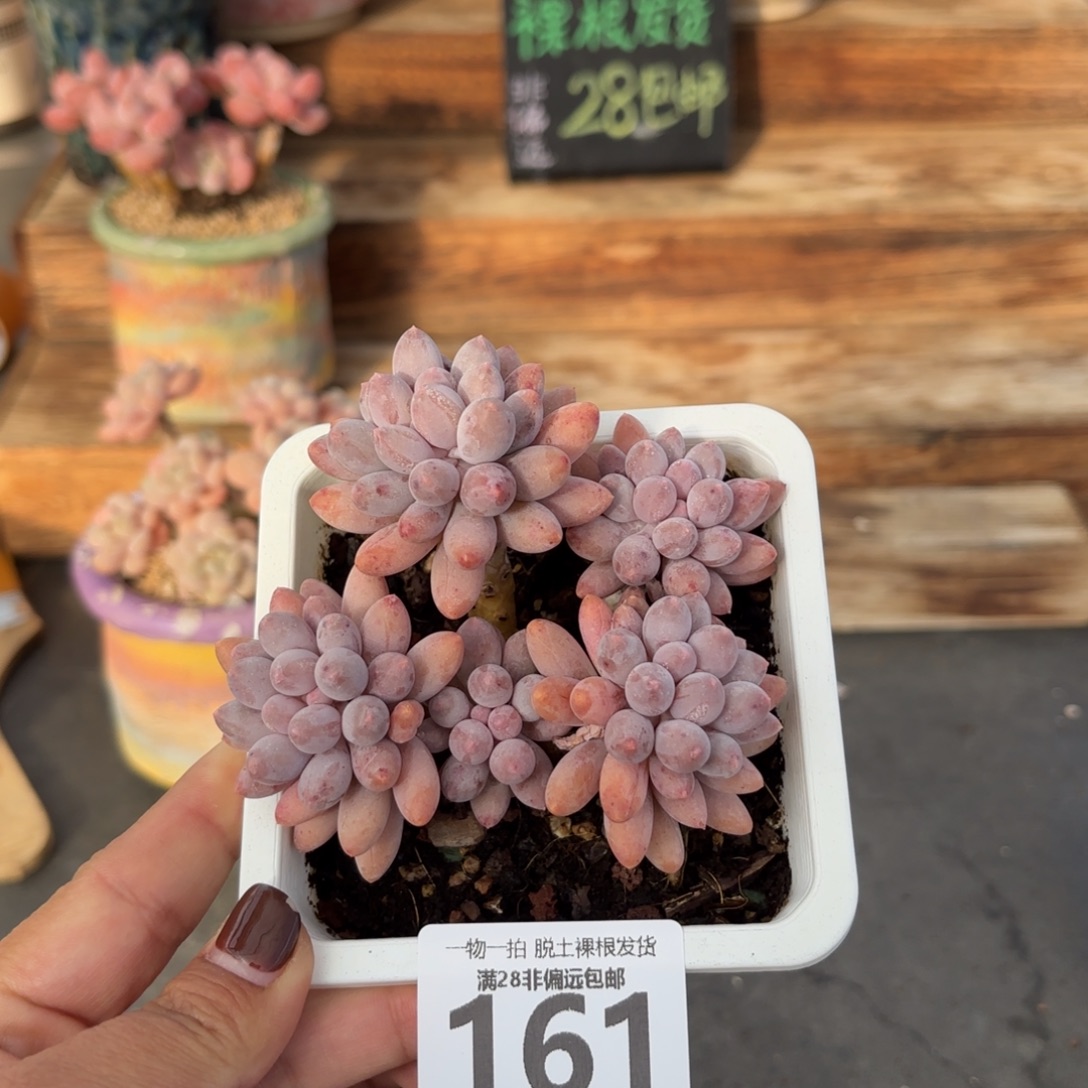 婴儿手指老桩无盆土发货
