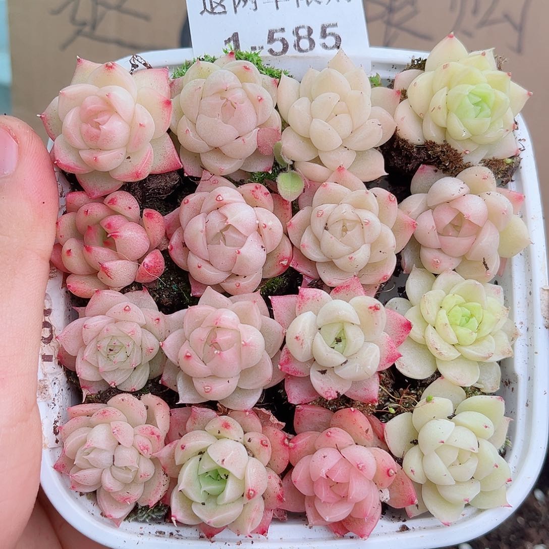 1-585 新疆西藏内蒙不发12.8包邮2-3公分