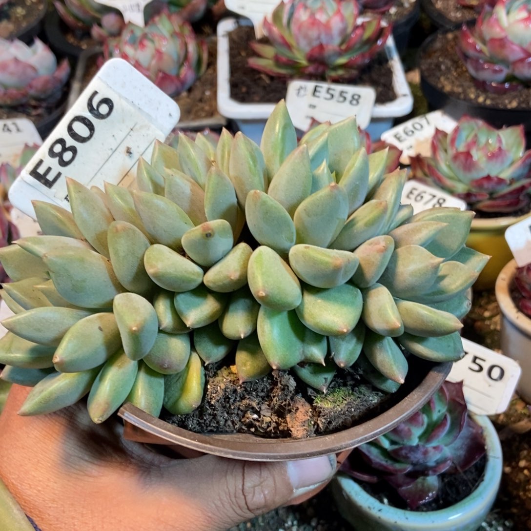 红象牙朵朵缀多肉植物806