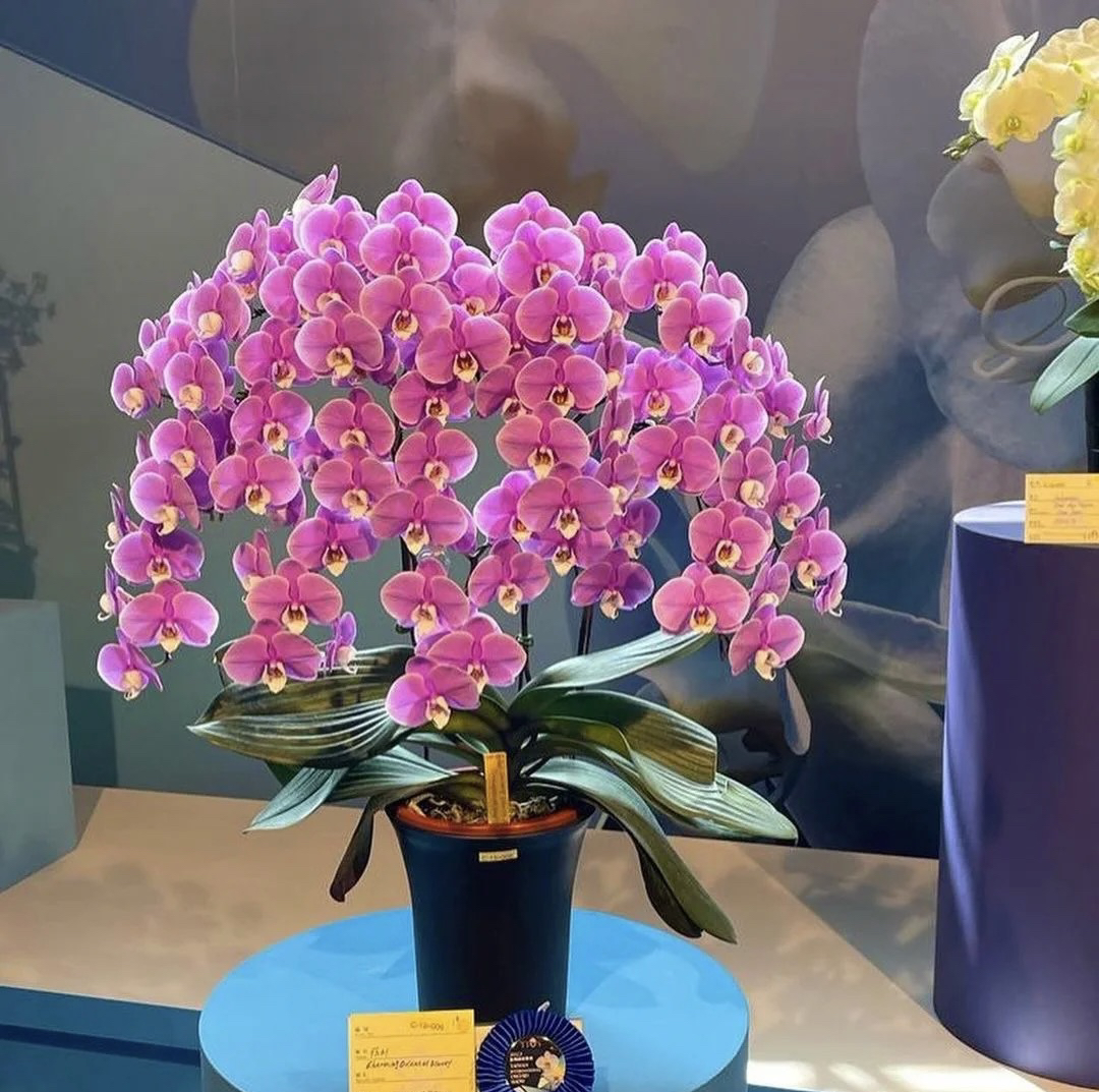 赛冰冰蝴蝶兰5.0成熟苗不带花室叶片瑕疵，叶损不售后，基地直发