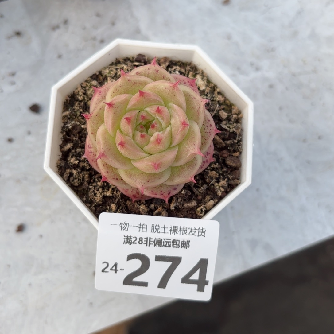 灵眸多肉多肉多肉多肉