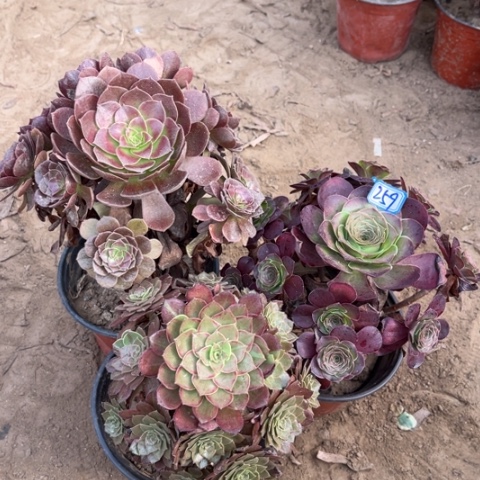 259多肉植物组合，