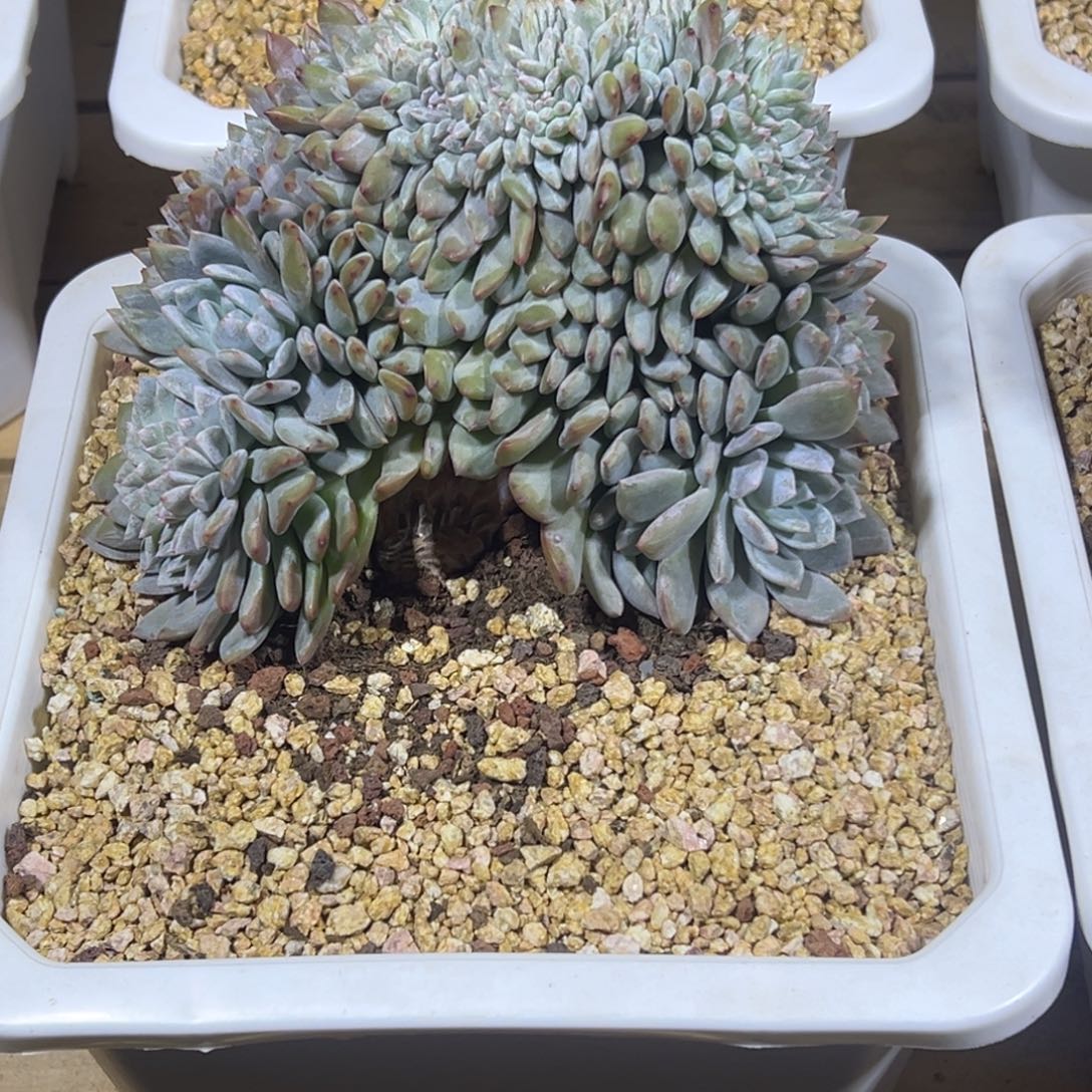 S***练星影缀化瑕疵特价福利