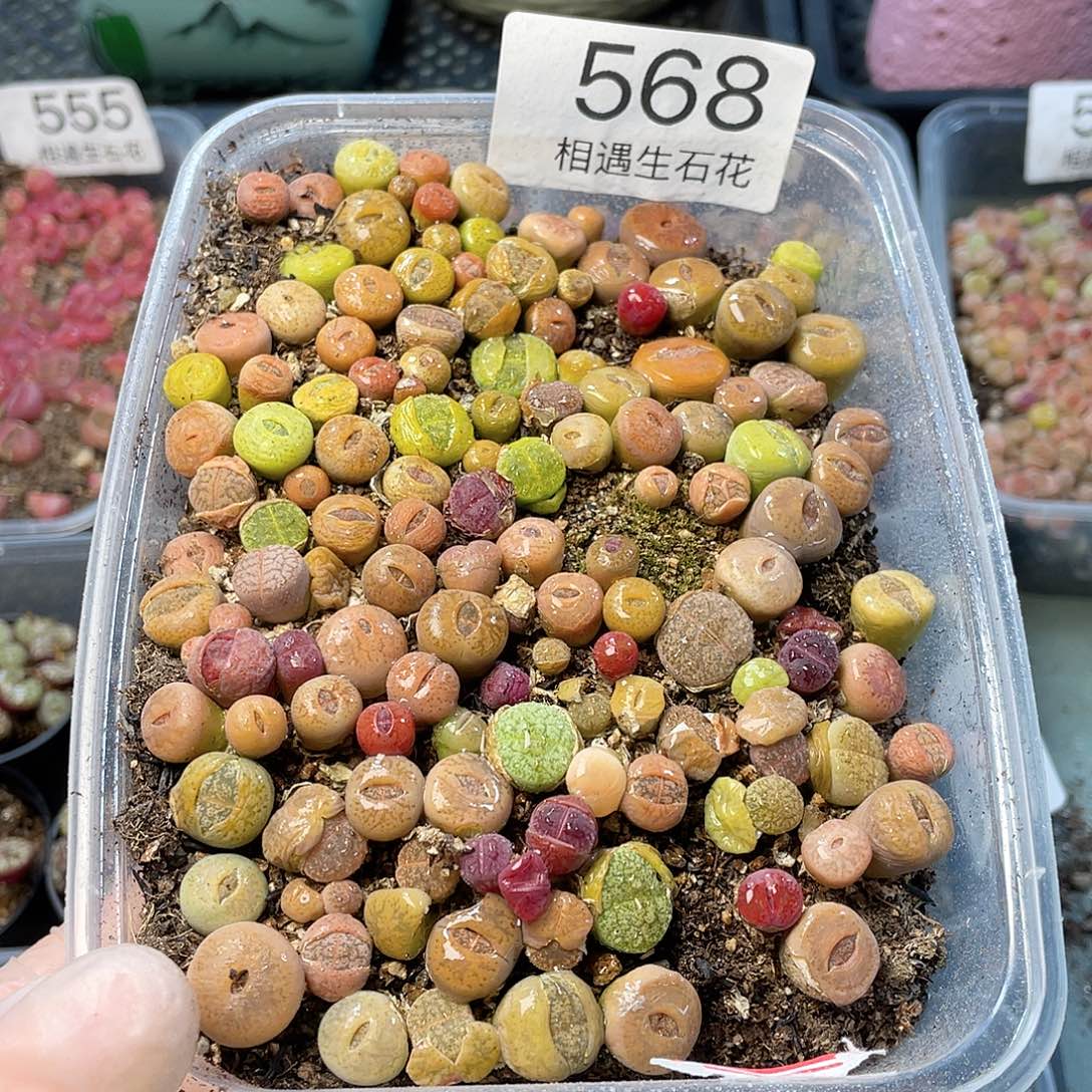 相遇生石花链接568