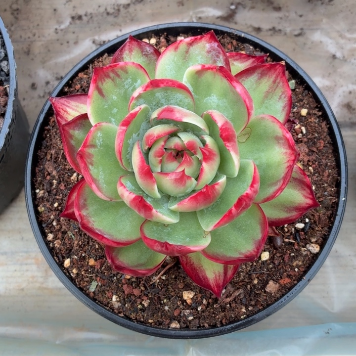 淑***r多肉植物 惊鸿仙子-4