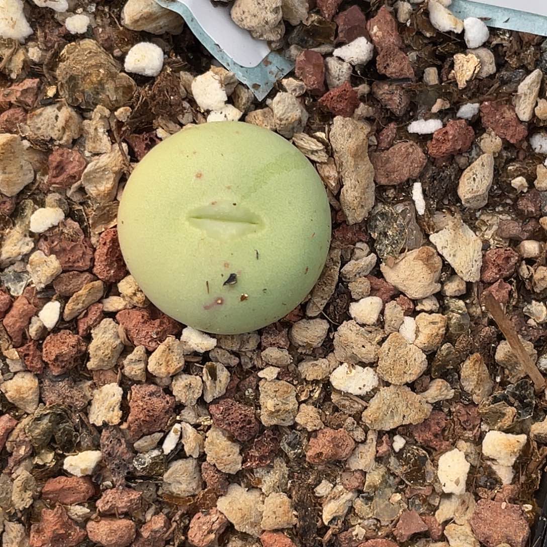 13-129白花大g多肉植物