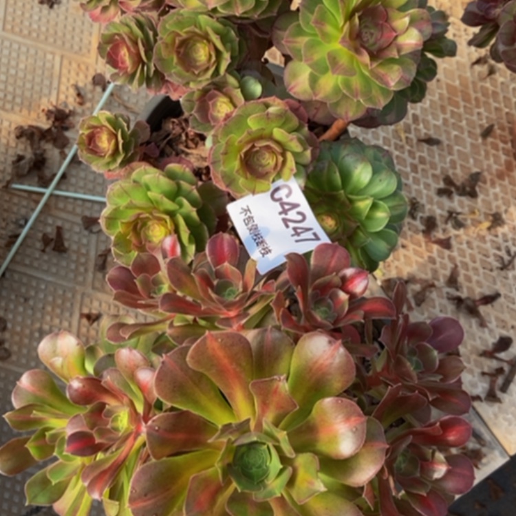 【闪购商品】4247两棵多肉