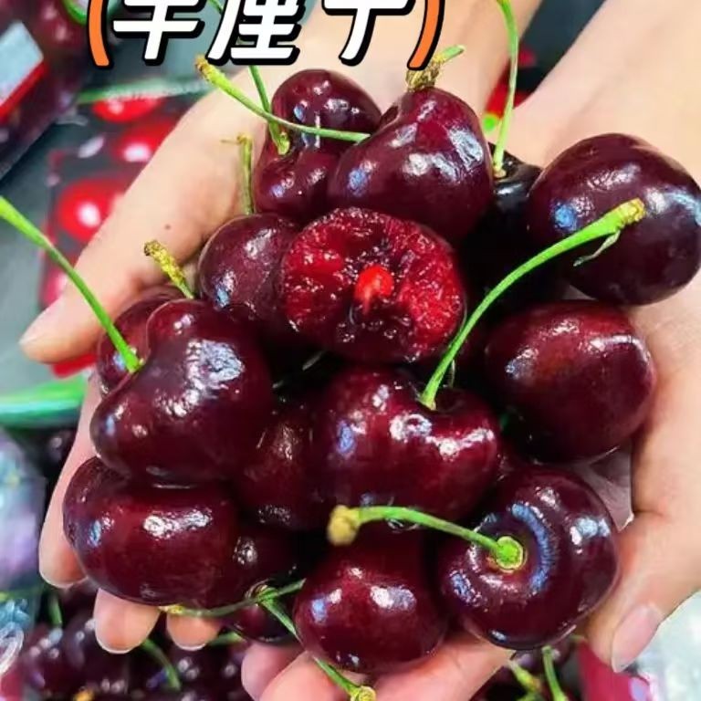 【海运】智利桑提娜4JD车厘子5斤装，又脆又大又甜智利