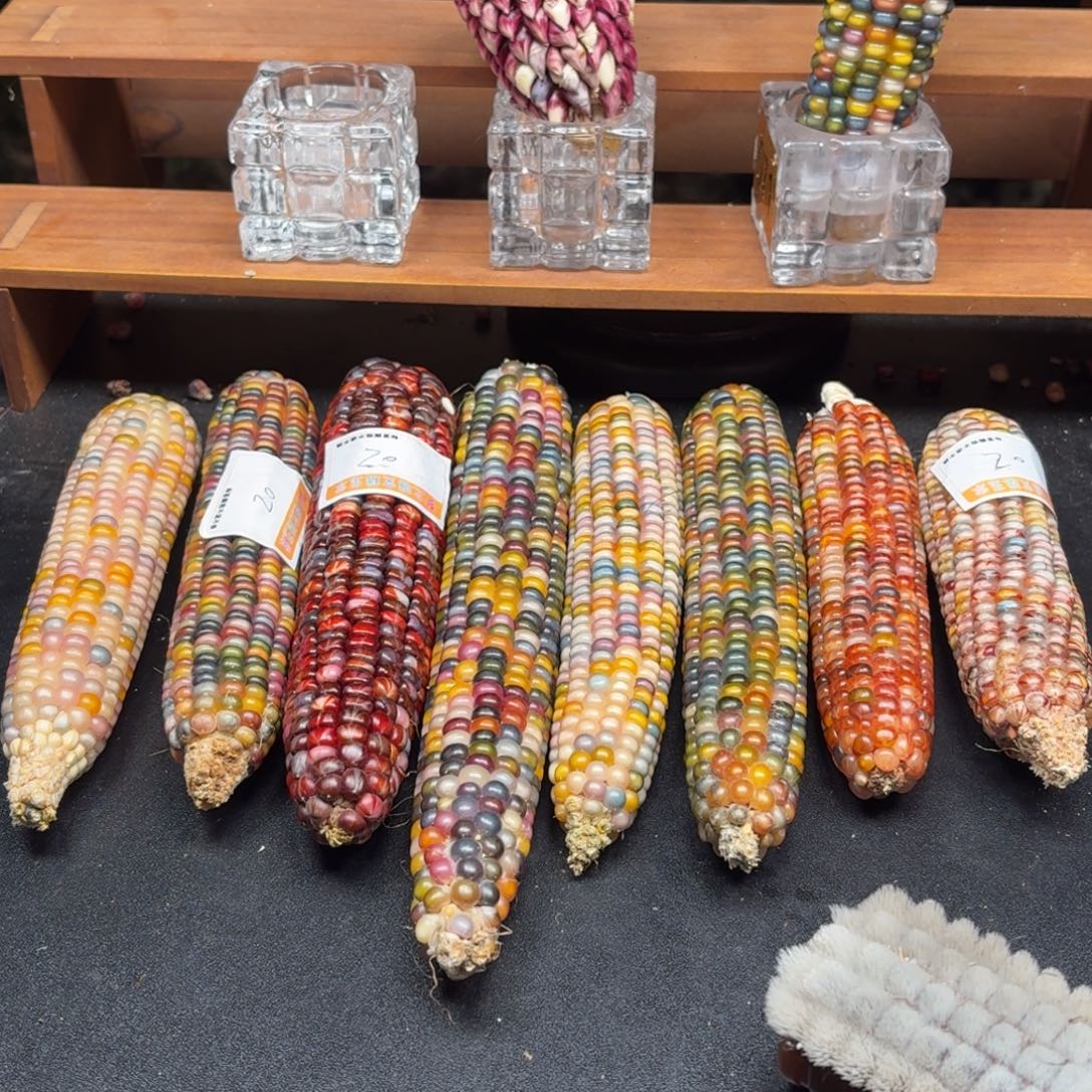 …***y银S925七彩宝石文玩玉米