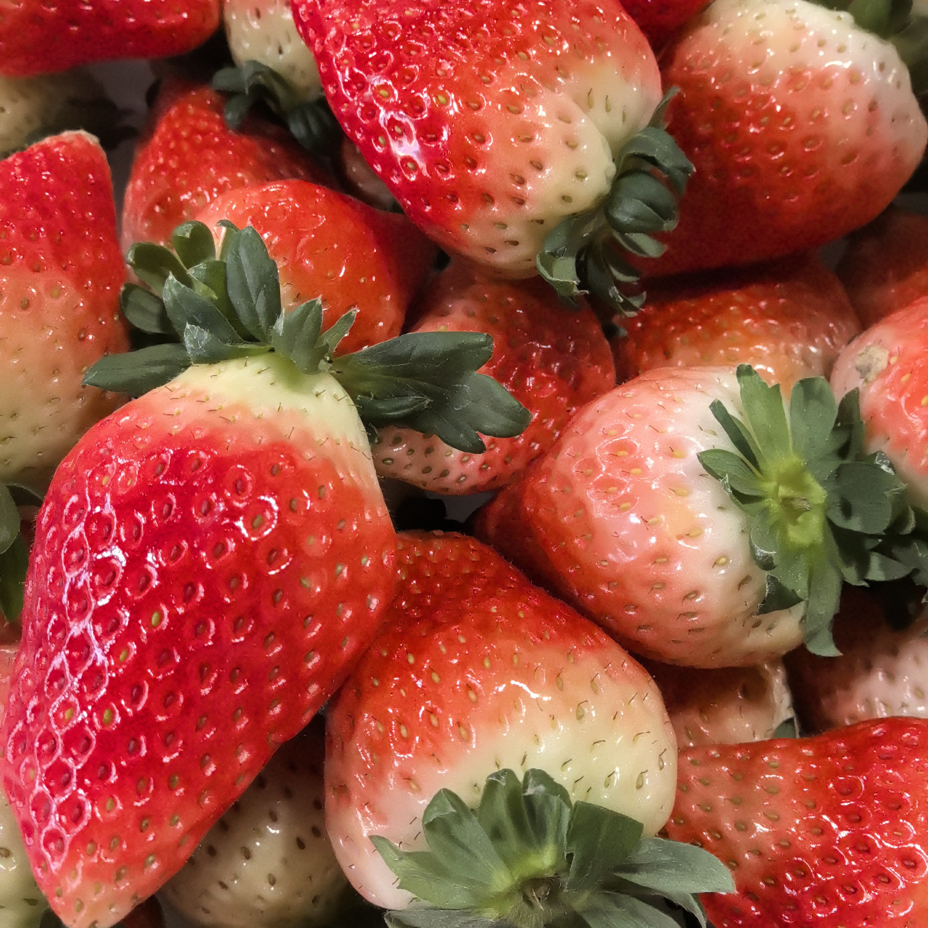 奶油草莓 2斤&5斤 江苏奶油