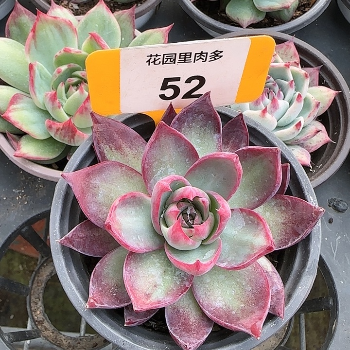 52 惊鸿仙子多肉植物6-9cm