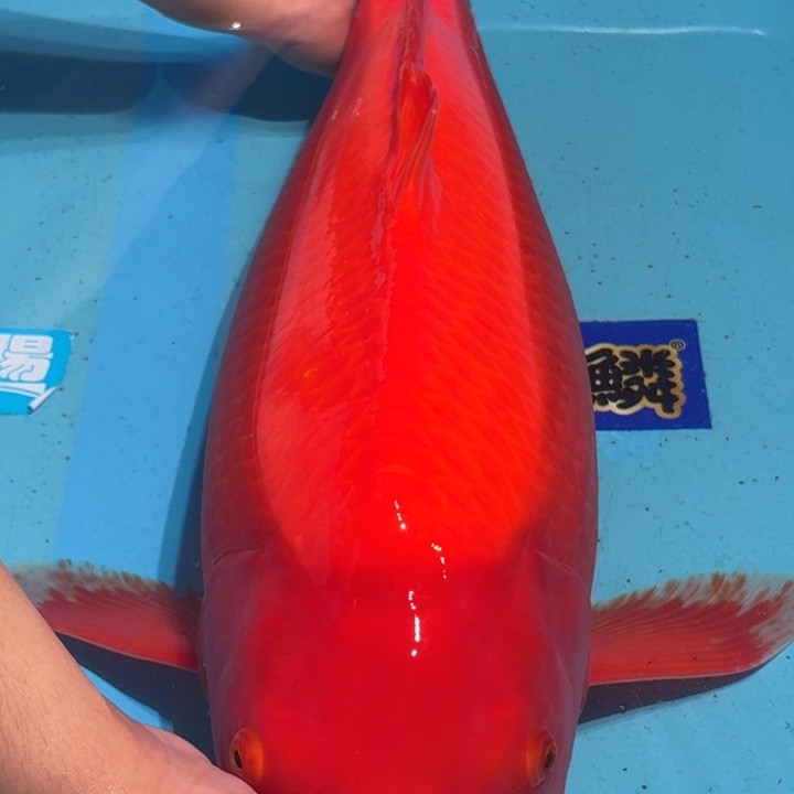 锦鲤板井超级芒果