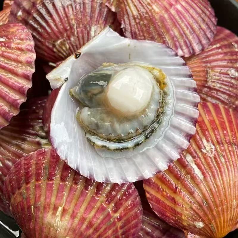 小红扇贝20只18元
