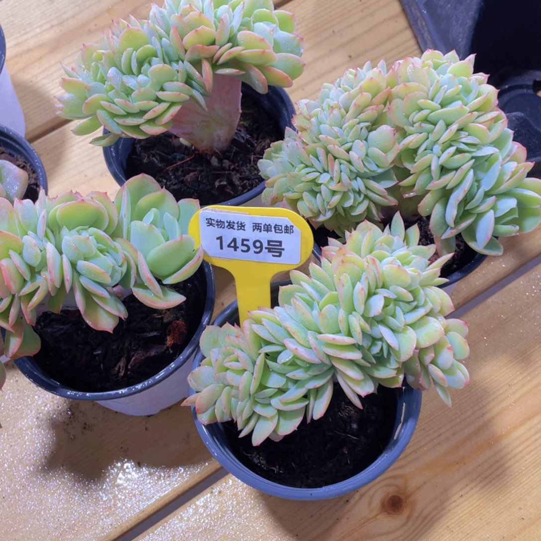 1459号 带板子碧桃缀化一个