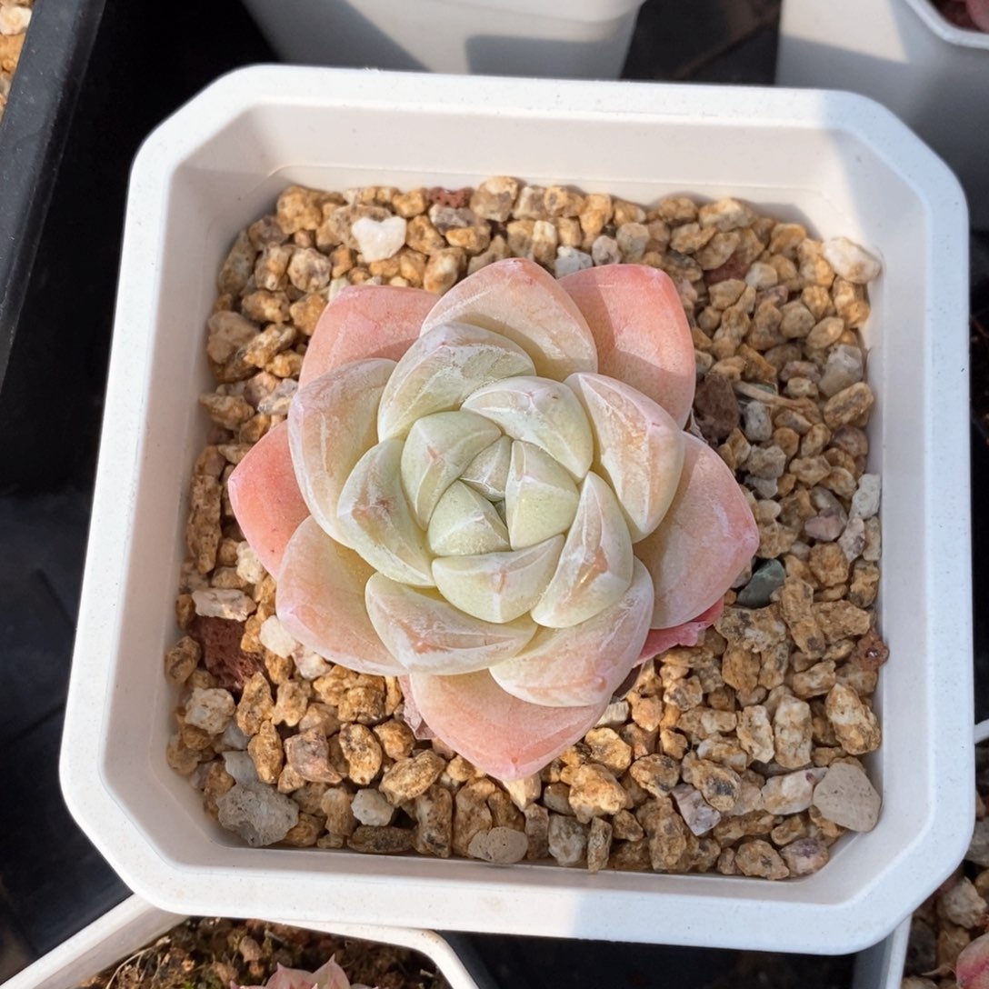 精品多肉一物一折不包整112