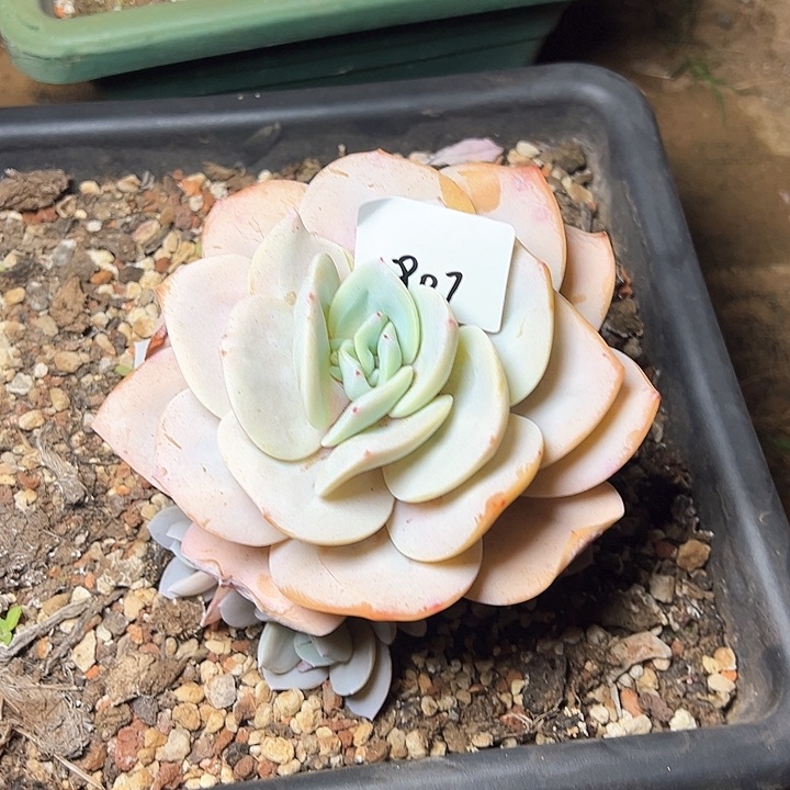 ?****y807//////////////