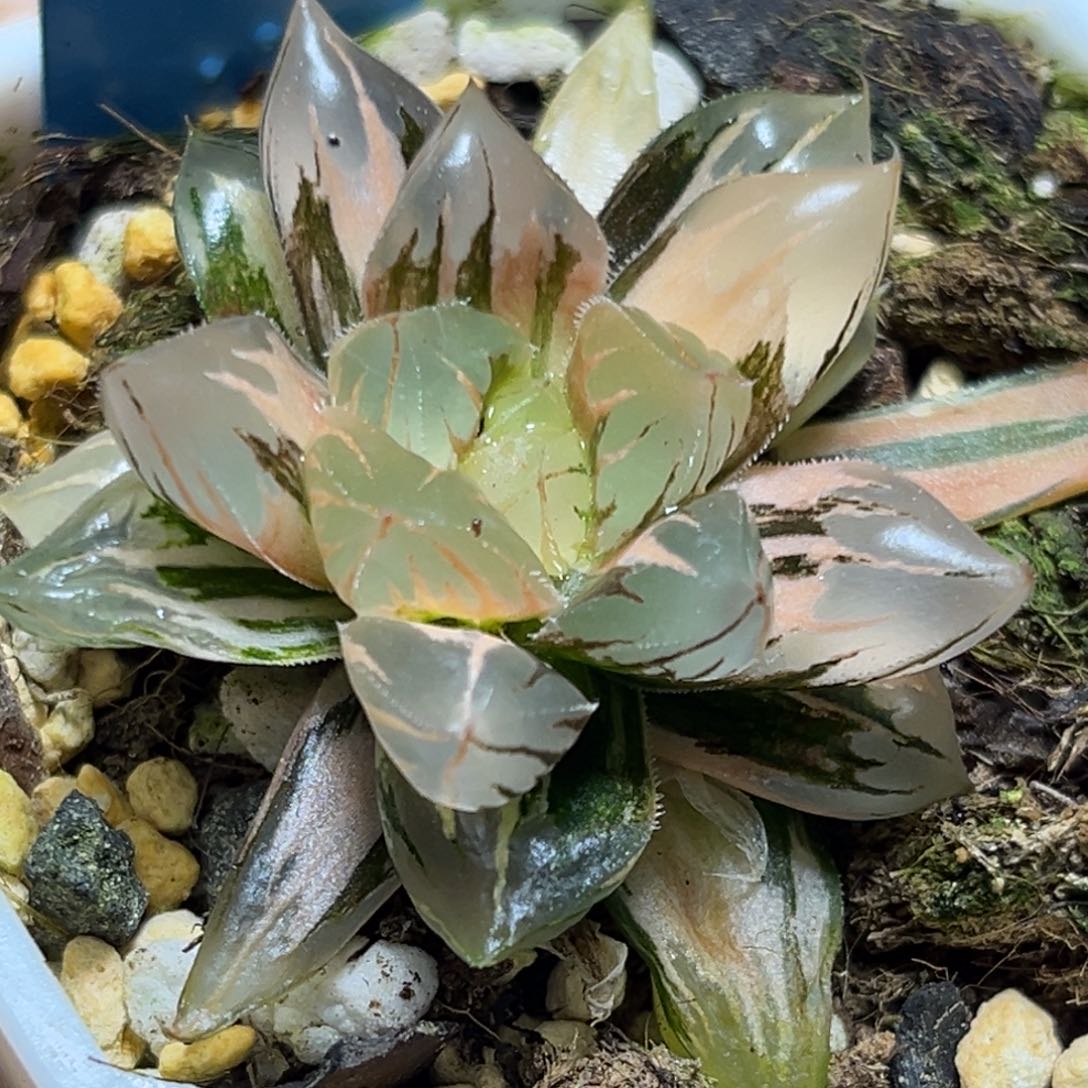 恭喜发财大吉大利802