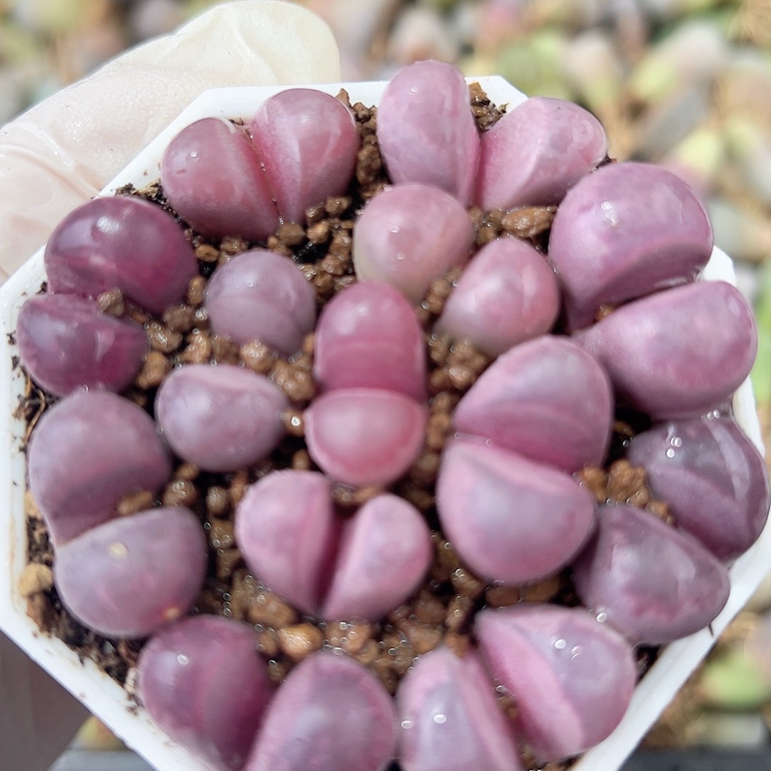 1000 好养易活生石花大母本6.5cm盆