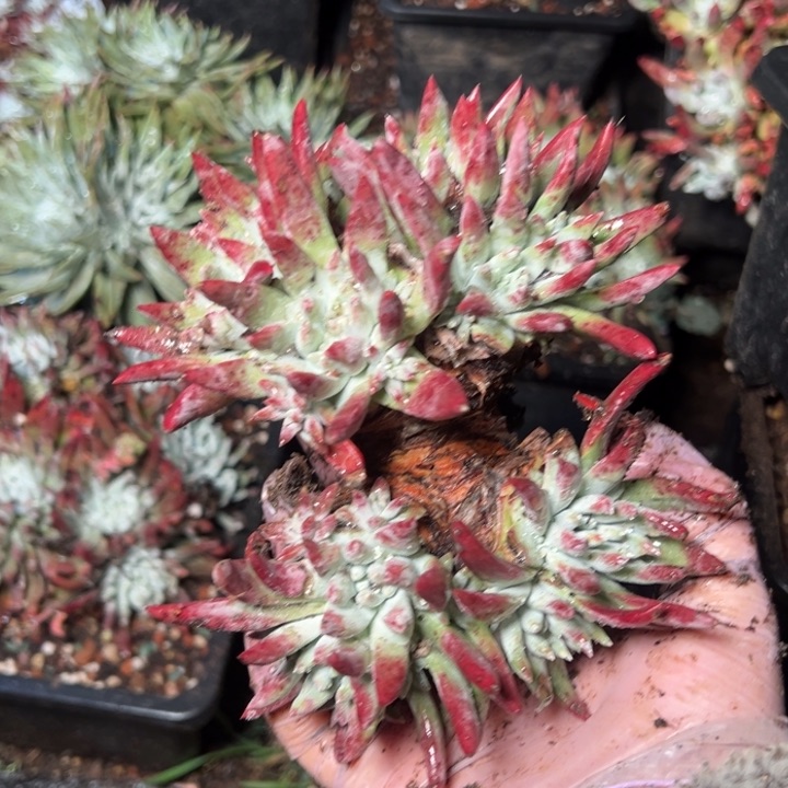 243哈哈哈哈哈哈哈哈哈