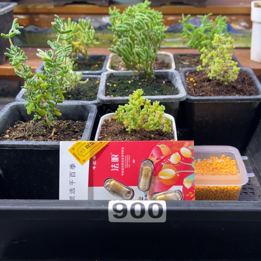 枝干番杏多肉植物900安