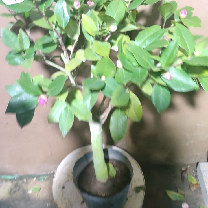 301姚黄，原盆原土发货，不包邮