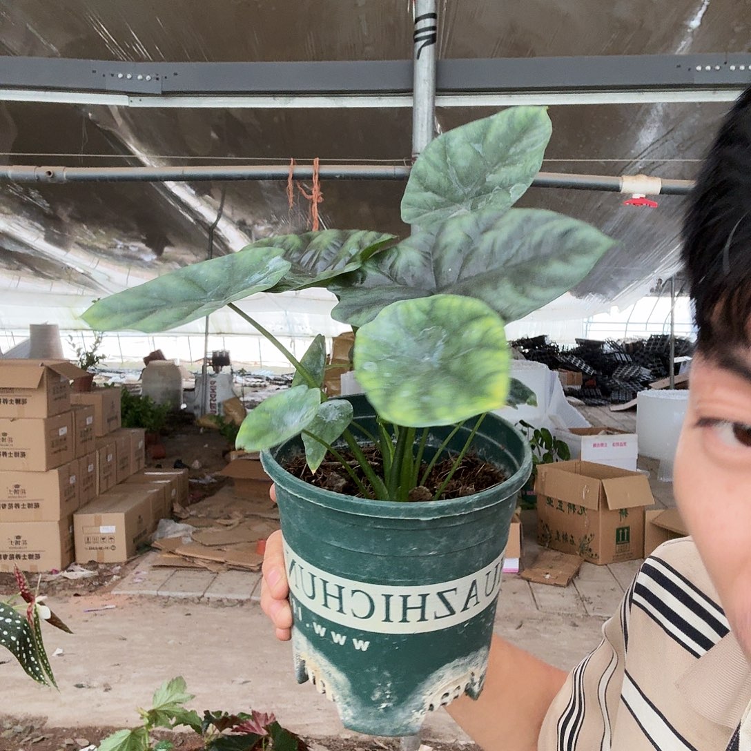 完全开放双科加仑盆魔镜海芋一棵