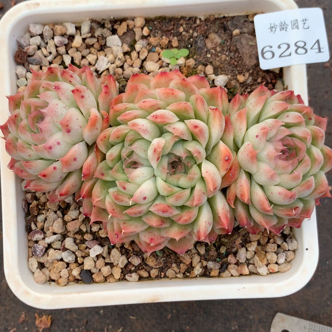 6284杂交精品基地13厘米